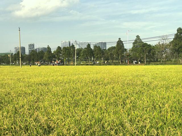 《雨霖铃·滇池秋望》