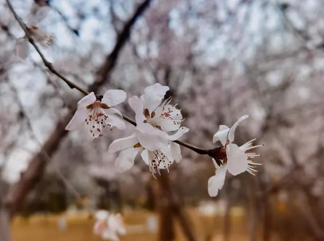 春风有信,花开有期!石家庄公园广场春季赏花指南来了