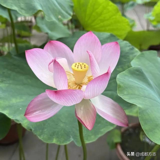 馋哭了！以荷为膳，建议成都人多吃TA→