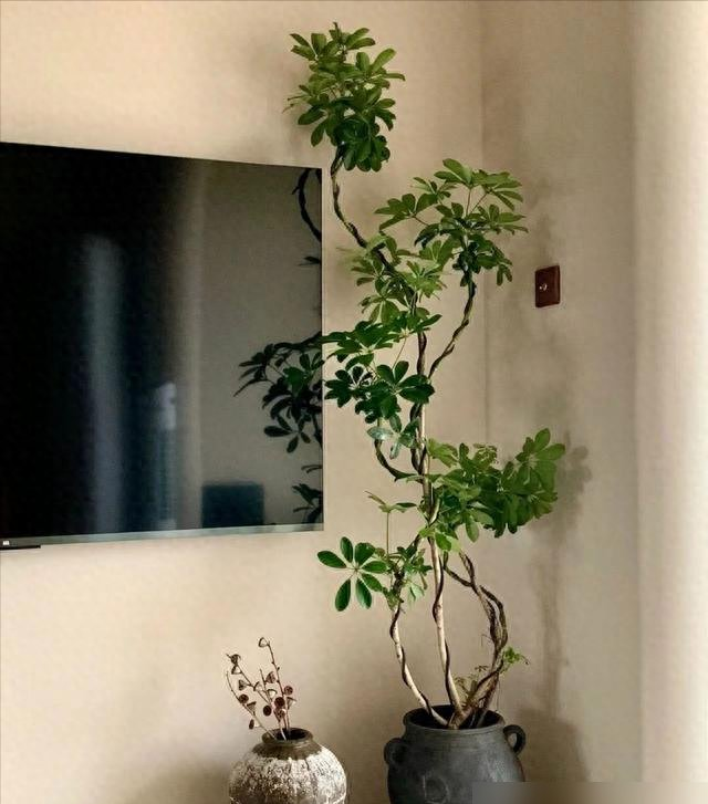 河北一29岁太太,因“鸭脚木客厅”走红,那叫一个高级,真治愈！