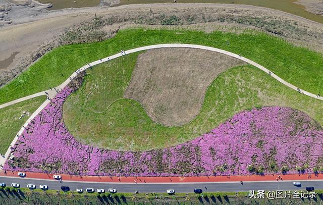 山西襄汾：波斯菊花开 美景醉游人