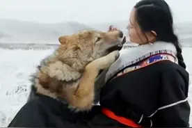 2010年，四川女孩养狼崽当"儿子"，10年后草原相认，结局让人感动图片