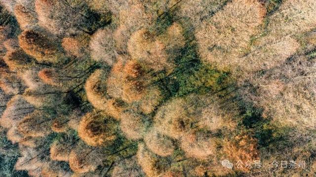 崇州彩林天花板🤩🤩🤩谁还没去过？