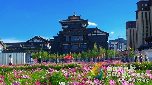 格桑花开映新区|格尔木市民邂逅"家门口的浪漫"