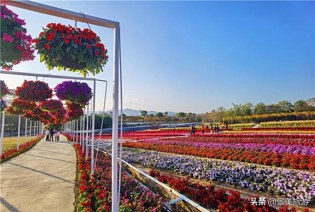佛山两个网红景点国庆假期开放，百花与蓝湖相辉映火爆旅游市场