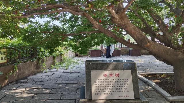 菩提树下听蝉鸣
