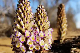 既是食品又是中药材！巴彦淖尔这里盛产→图片