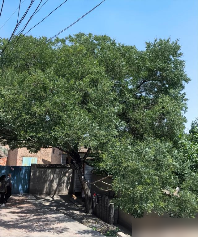 阴树不能进阳宅，老祖宗告诫：不管院子多大，这5种树最好都别种