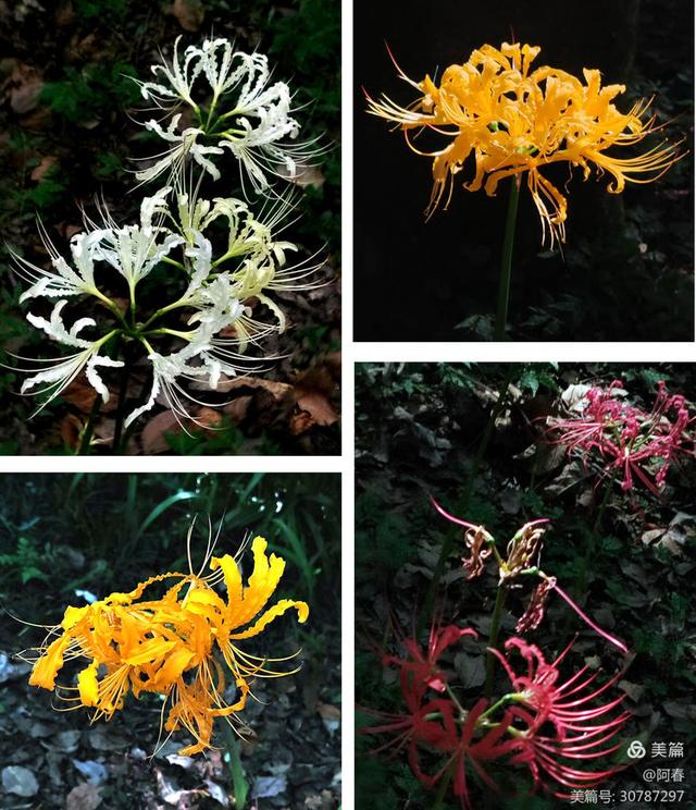 游西湖：杭州植物园之石蒜花展
