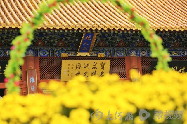 周口：重阳赏菊正当时 千年古陵飘菊香