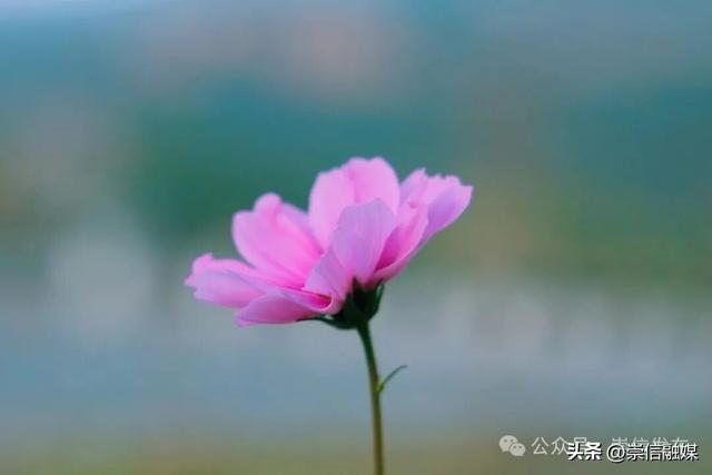 初冬汭河，摇曳一岸诗意时光