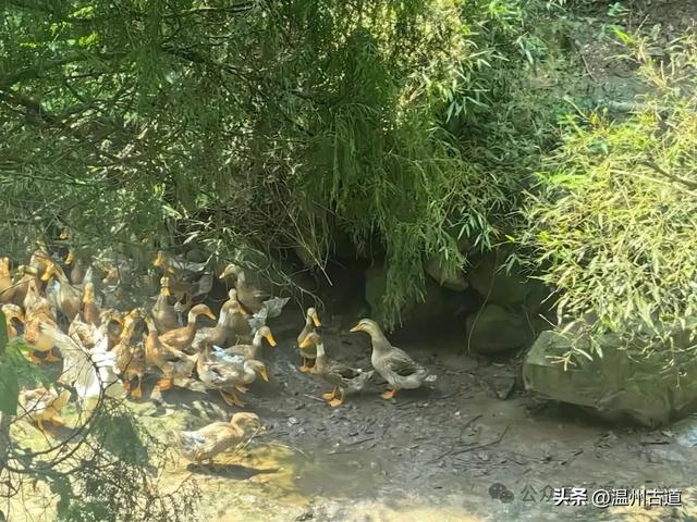 温州这处山水秘境、天然氧吧，人迹稀少风景绝美，秘藏了隐世古村