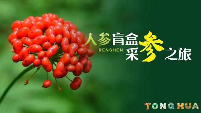 南方客源北上冰雪热！吉林省抛出“亿元消费券”引客入吉
