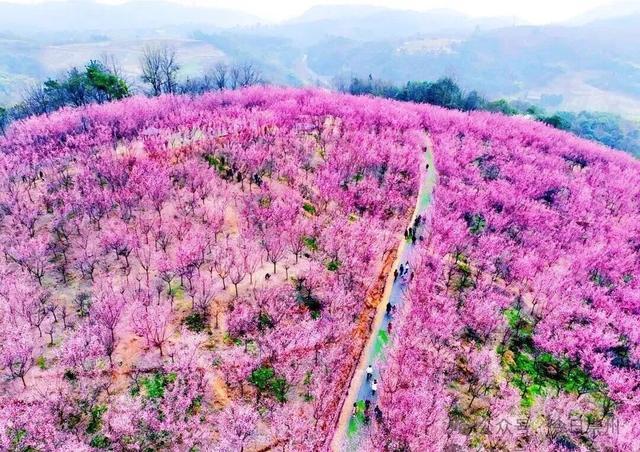 冬游看花，崇州寻梅攻略来啦！