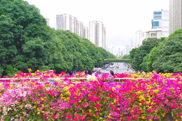 “粉”了！这份南宁人私藏的“粉色宝藏地图”送给您