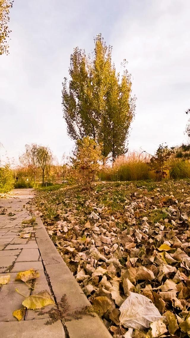 初冬，暖阳斜照时，这里仍有几分秋色——