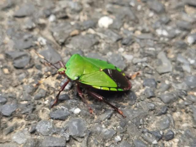 临安最香的桂花，在大梁山上