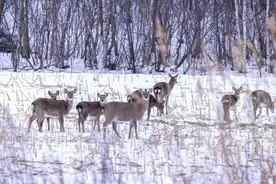 考眼力！獐子和鹿，你能分清吗？图片