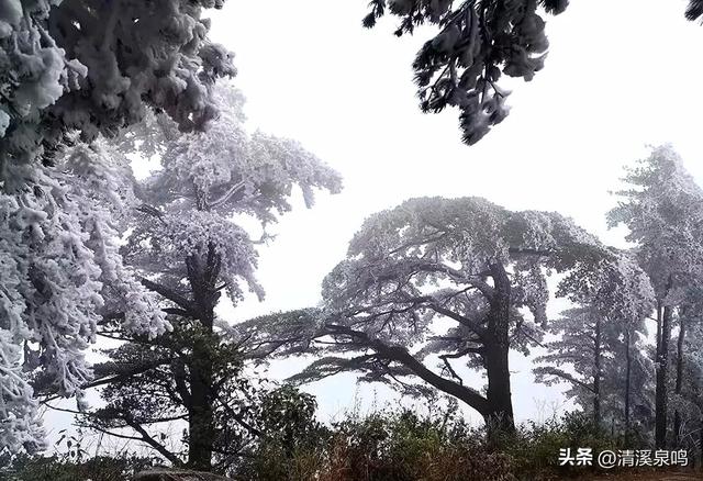 蓝松志