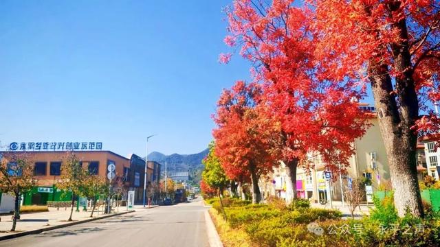 永平楷(jiē)木大道,邀您邂逅冬日“楷(kǎi)模”风骨!