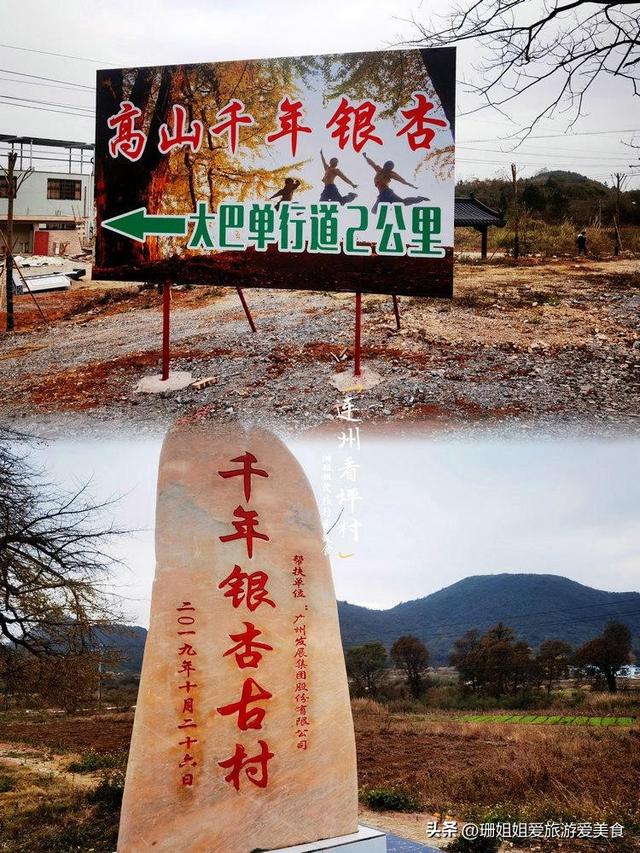 粤北小城连州：5棵千年银杏树，低调小众，等懂它的人前来赴约