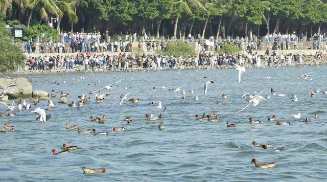 快乐的25/26深圳湾候鸟季