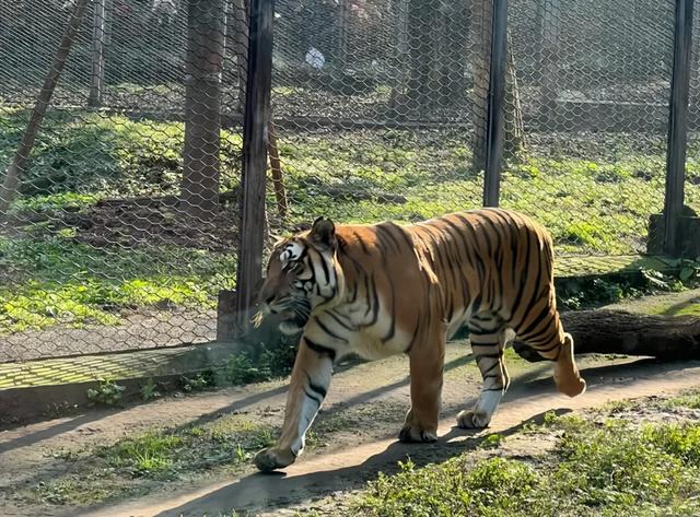 重庆动物园，不止25元的快乐！一部穿越60年的童年回忆录