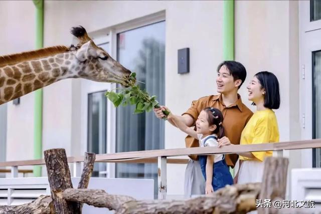 消费潜能激发：北戴河新区小众经济成增长引擎