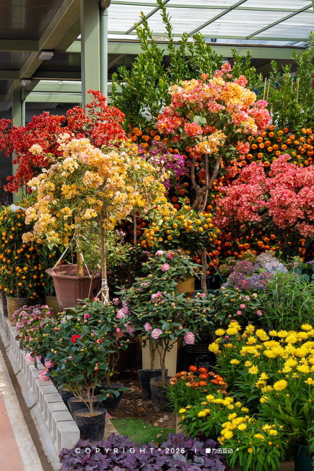 “马”上逛花街！珠海20年老花市焕新登场，新春打卡攻略速收！
