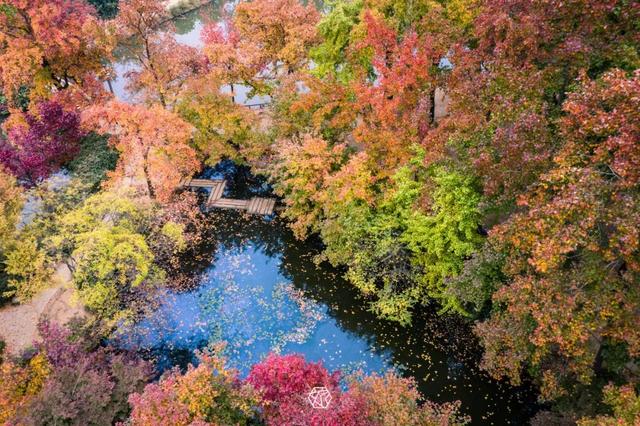 报！天平山红枫已进入变色期