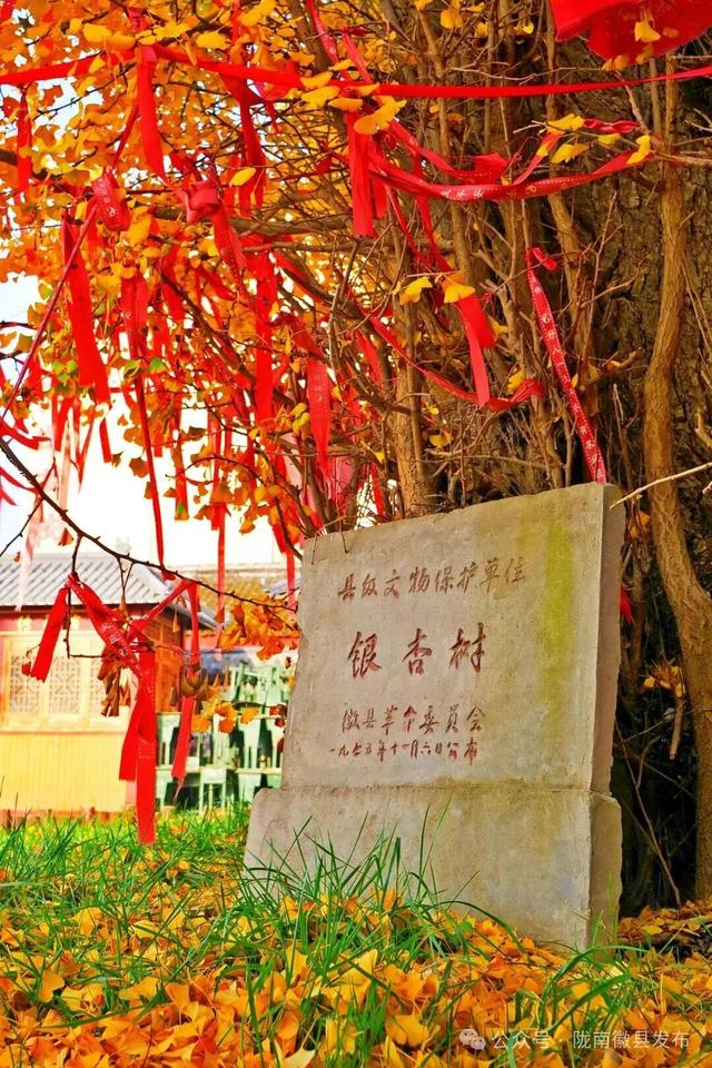 邂逅千年银杏，共赴一场时光之约