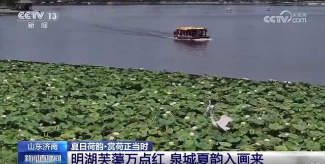 央视聚焦！济南大明湖荷风送香，夏日限定美景醉人~