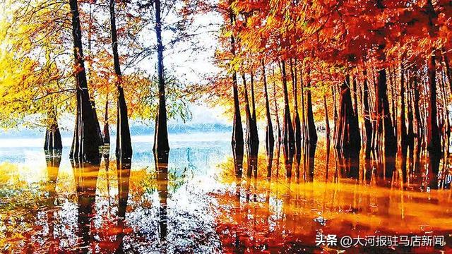 河南确山：赏多彩水杉 享冬日浪漫