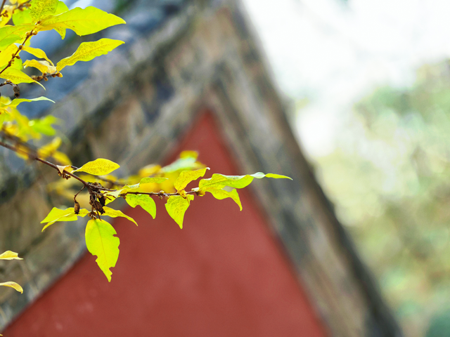 泰山王母池蜡梅初绽 花叶同枝尽显冬日诗意