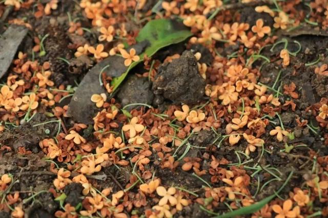 美到词穷！灵山岛秋日慢游攻略来了→