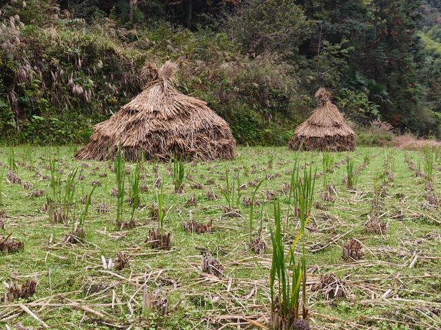 仙居县谷坦水库环线走，半山深处藏人家，依山傍水远繁华