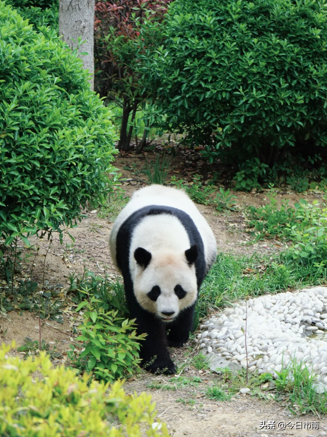 来市南，看虎界“刘亦菲”！与“神奇动物”零距离～