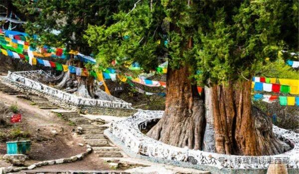 林芝，有一棵大柏树还有一株大桑树，风景迷人