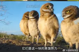 短视频重生版《动物世界》：始于网梗，终于科学图片