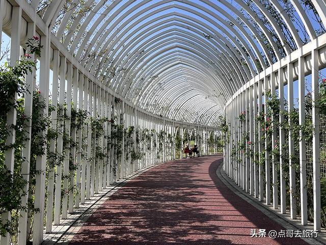 成都蔷薇花开爆了，免费才是最美，花墙瀑布很惊艳，太适合拍照！