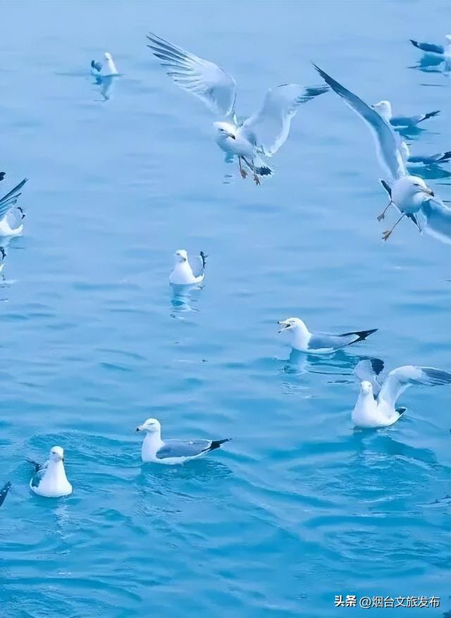 【乐游烟台】周末好去处丨雪窝烟台，冬日仪式感拉满了！