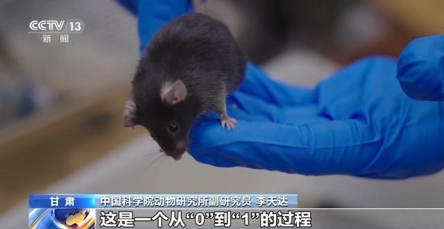 中国空间太空小鼠也要“过五关斩六将” ，300只中选拔4只