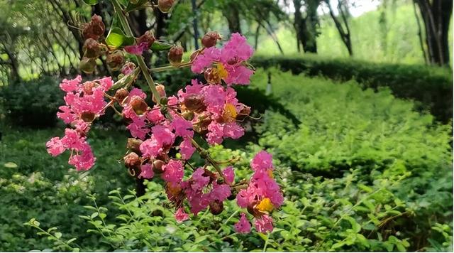 鹿泉：夏日雨后，公园里藏不住的花语