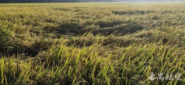 你知不知“稻”？番禺这片稻田美成了童话