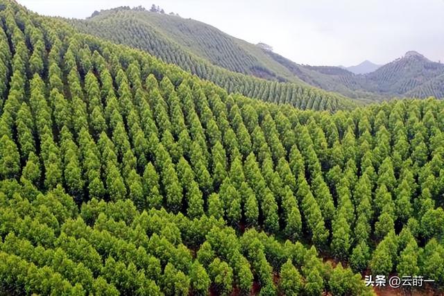 日本和美国早已禁种，中国为何依然大力种植？背后原因不简单