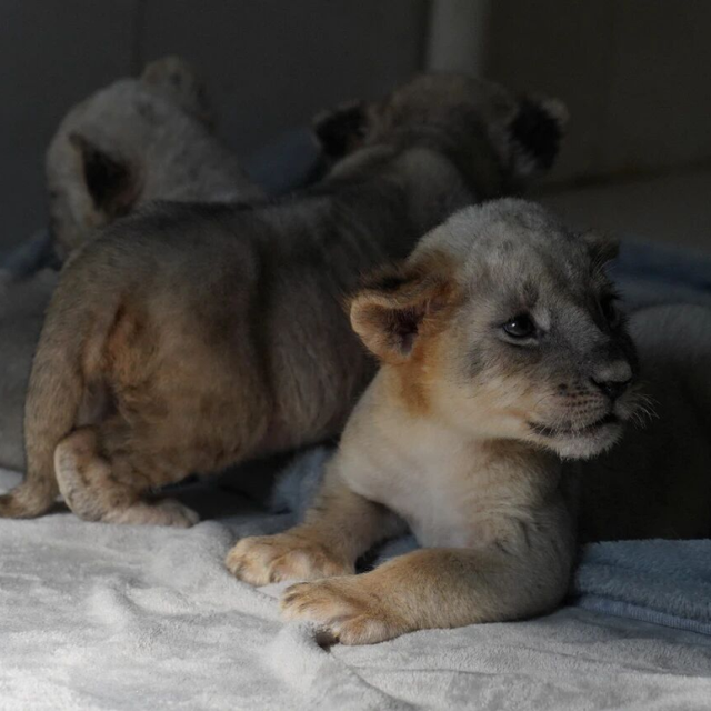 山东有自己的“疯狂动物城”！