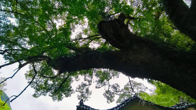 皖浙摩旅二人转——松阳横坑村篇（下）