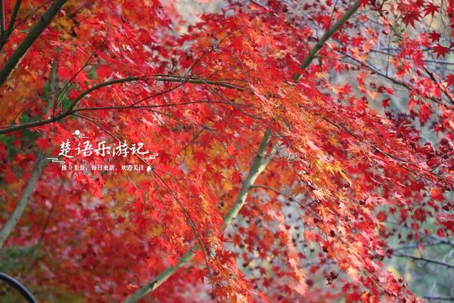 浙江绍兴这片风景真的太美了，五彩枫树犹如天然油画，拍照太出片