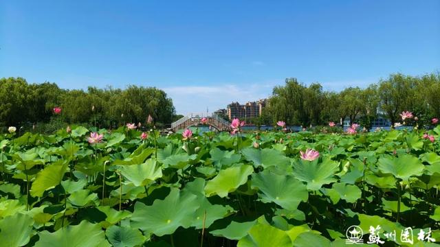 197处！苏州“绿荫花路”地图来了！