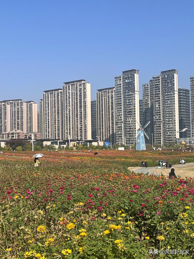 南昌马兰圩公园，七彩花海拍照太美了！